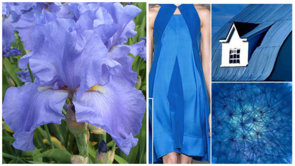 Ирис сорт Jean Hoffmeister и цвет преванш в модном тренде, фото сайта fchannel.ru
