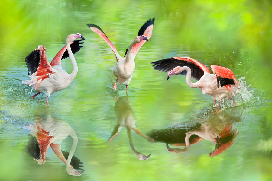 ～ Greater Flamingo ～, автор — FuYi Chen на 500px.com