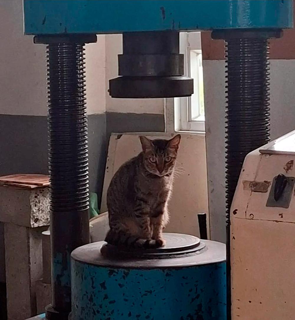 Смешные фото животных с очень грозным видом evergreen,format-article,noindex,Развлечения