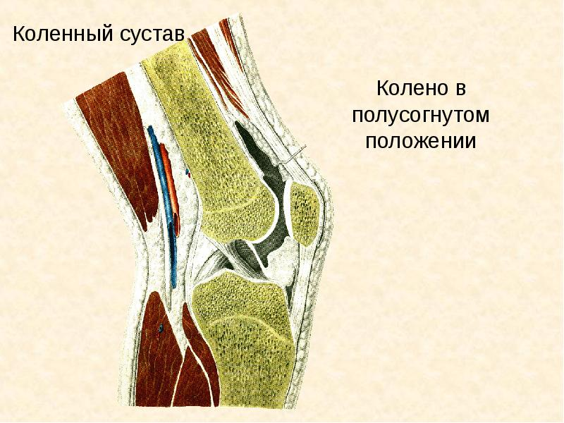 Глубокое укрепление коленных суставов самостоятельно нужно, мышцы, слабость, чтобы, будет, колено, можно, время, стопы, колени, кости, суставов, когда, ходьбе, диафрагма, стельки, больше, коленей, печень, делать