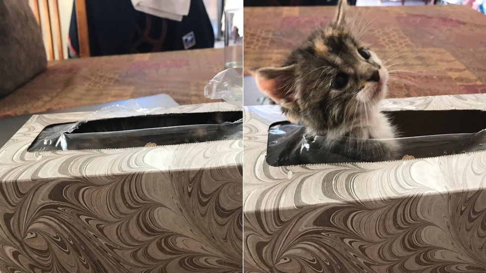 10 фото, к которым нужно как следует приглядеться, чтобы найти котика