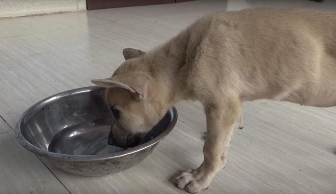 Щенок и еда