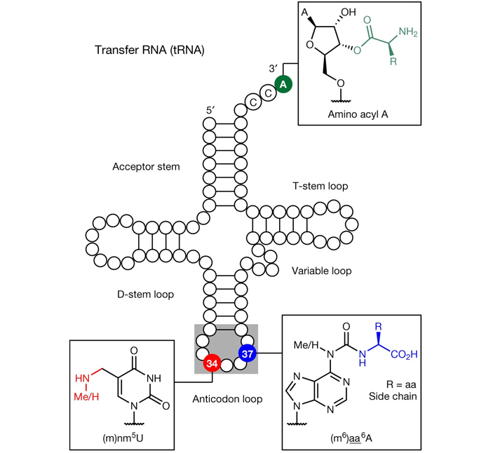 Рис. 1. Схема молекулы транспортной РНК с двумя неканоническими нуклеозидами