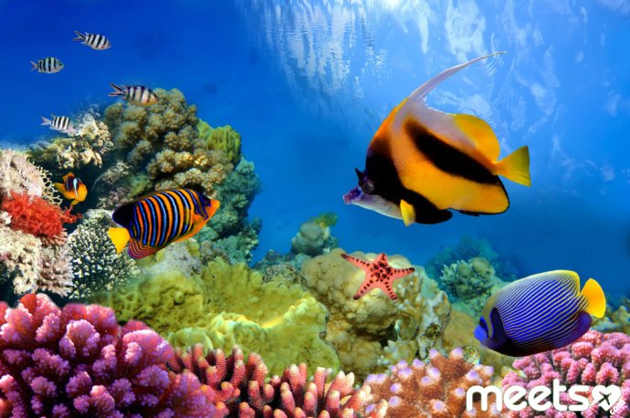 great barrier reef