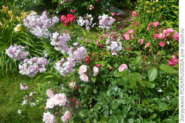 Ранние сорта флоксов цветут в одно время с розами. Фото автора