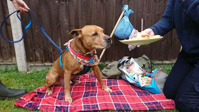 В приюте думали, что брошенного хозяевами пса скоро усыновят, но с тех пор прошел год В приюте думали, что брошенного хозяевами пса скоро усыновят, но с тех пор прошел год истории из жизни