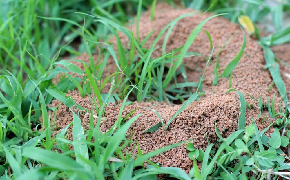 Муравьи на участке: как от них избавиться муравьев, огороде, муравейник, муравьи, можно, быстро, участка, уксус, насекомых, использовать, насекомые, муравьями, помощью, прогнать, этому, аптечному, растения, средству, подкормить, Отличное