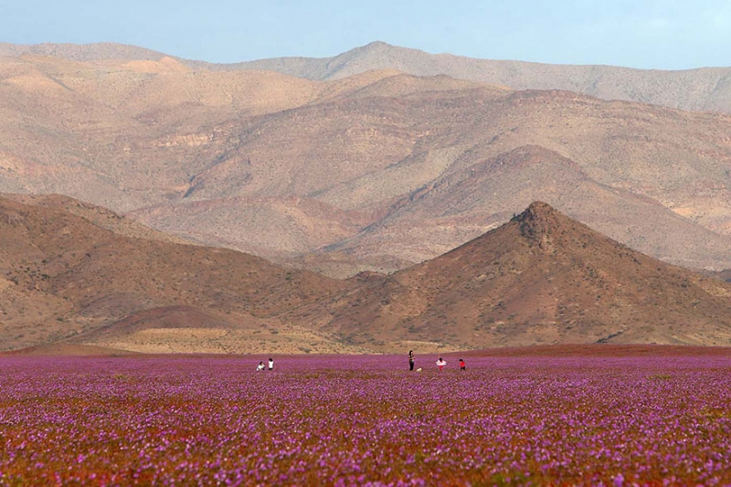 Ты не поверишь, но это цветочное поле еще недавно было самой сухой пустыней на планете!
