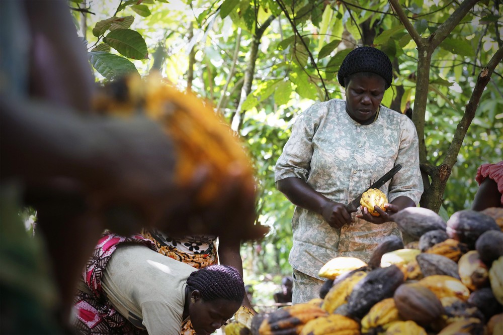  Как женщины в Африке выращивают какао.