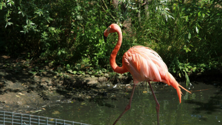 Розовый фламинго поселился в Новороссийске