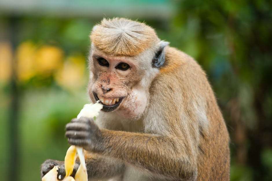 ВОЗ заявила, что риск распространения оспы обезьян среди британцев минимален Общество
