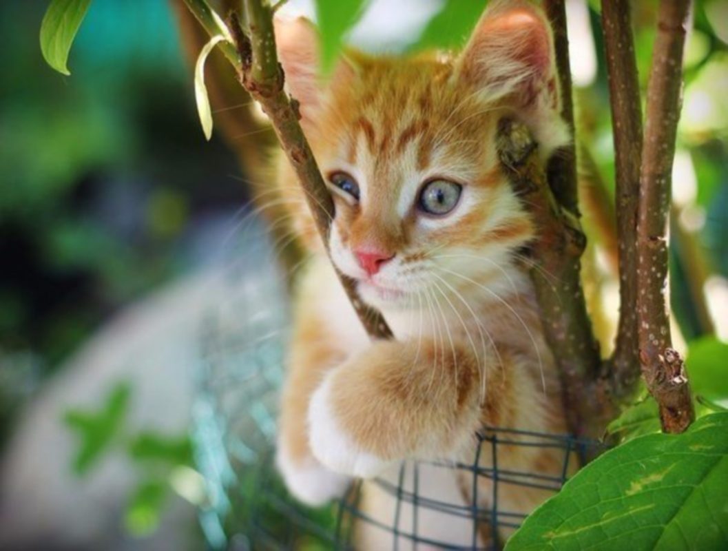 Кустарников кошка. Котенок на дереве. Милый кот на дереве. Котики на дереве милые. Маленький котенок на дереве.