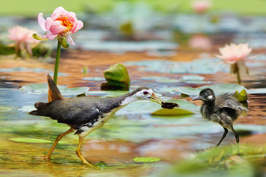 My BABY, автор — FuYi Chen на 500px.com