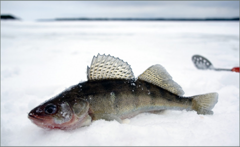 Как ловить судака на вибы зимой - Ответы для новичков