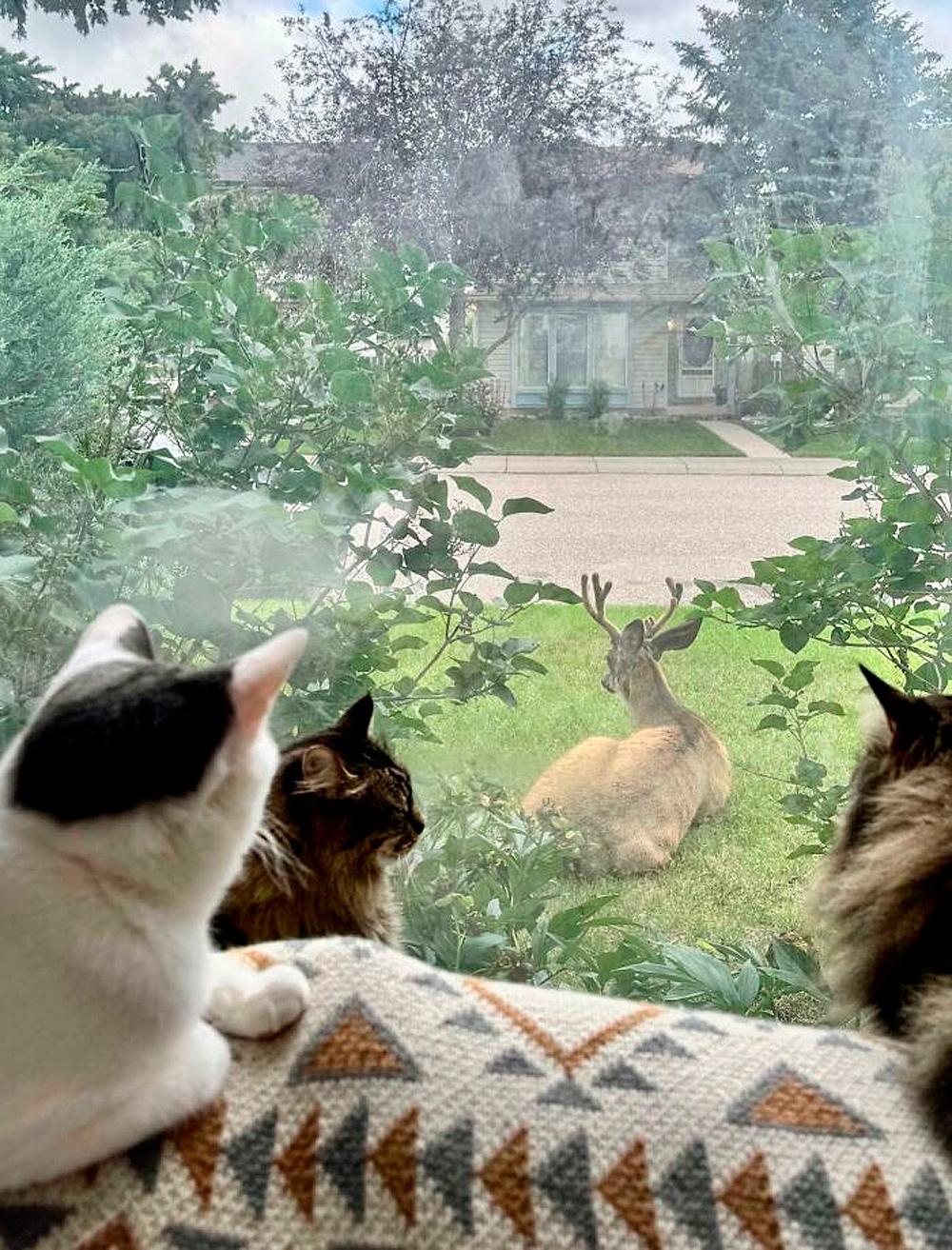 Очень смешные коты, которые собрались на совещание  evergreen,format-article,noindex,Развлечения