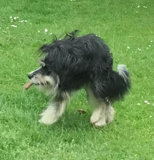 Спецслужбы рассекретили фотоулики маскировки пришельцев под собак! 