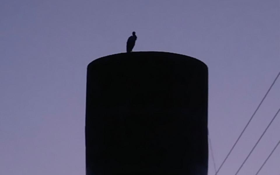 Аист свил гнездо на водонапорной башне Путятинского округа