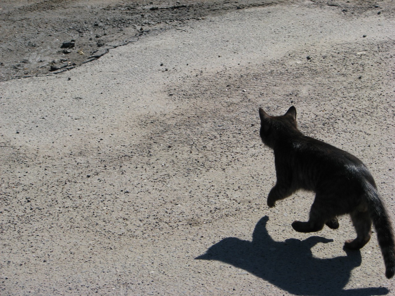 Что делать если кошка перебежала дорогу. Чёрная кошка перебежала дорогу. Черный кот перебегает дорогу. Черная кошка переходит дорогу. Кошка перебежала дорогу.