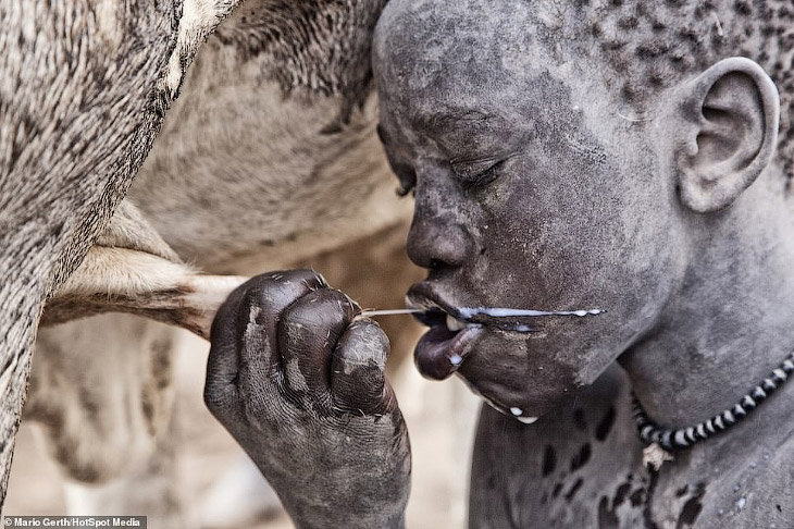 Африканское племя, которое использует коров в качестве валюты