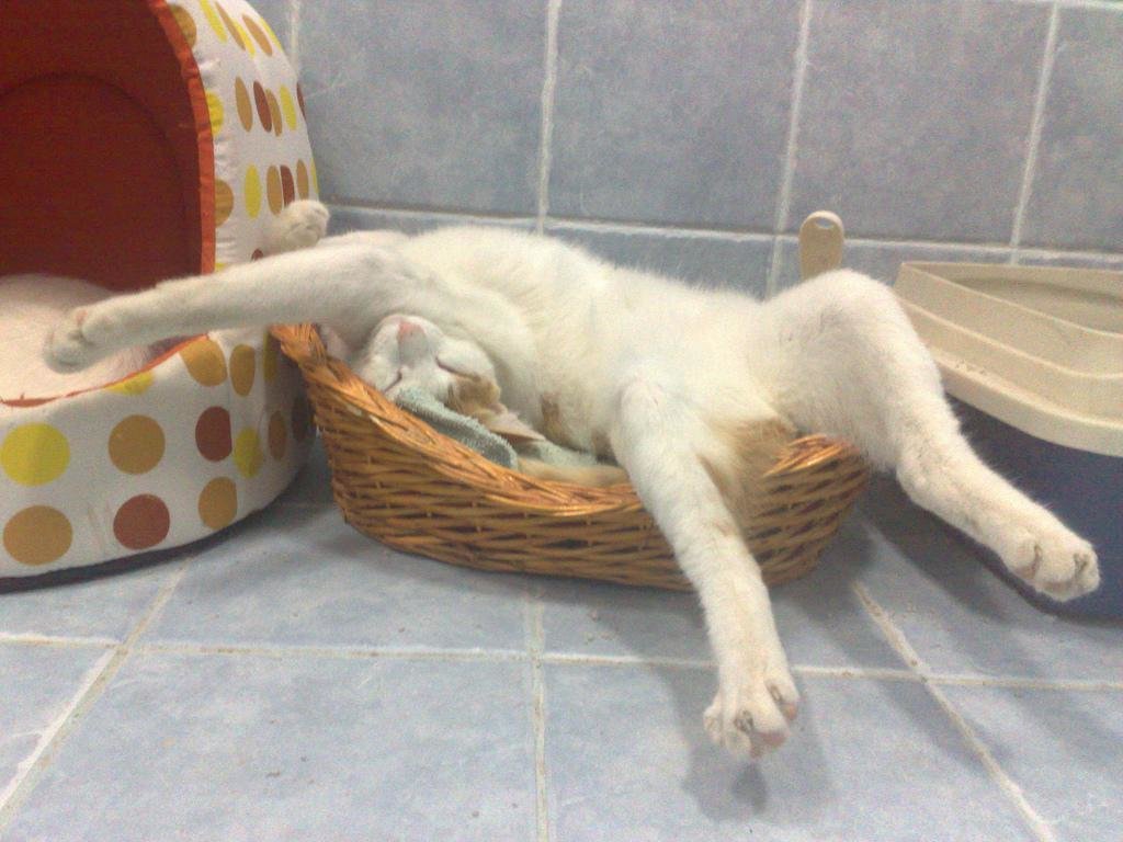 Смешные фото спящих котов и кошек