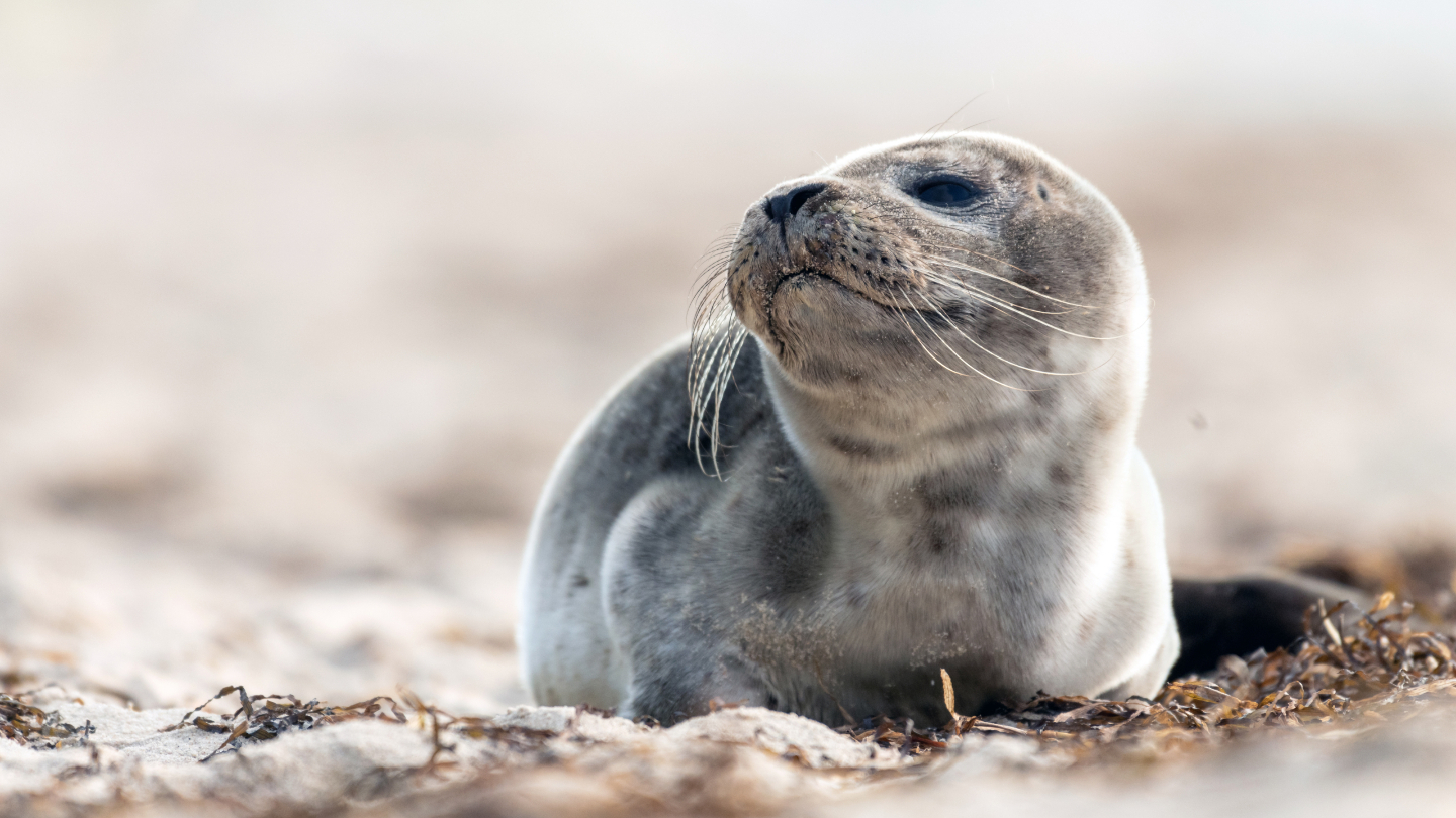 Почему детеныша тюленя называют бельком белый, которые, жизни, белька, рождения, малыша, недели, бельков, кажется, слова, детеныш, только, белек, период, самом, имеет, начинается, видов, глаза, тюленей