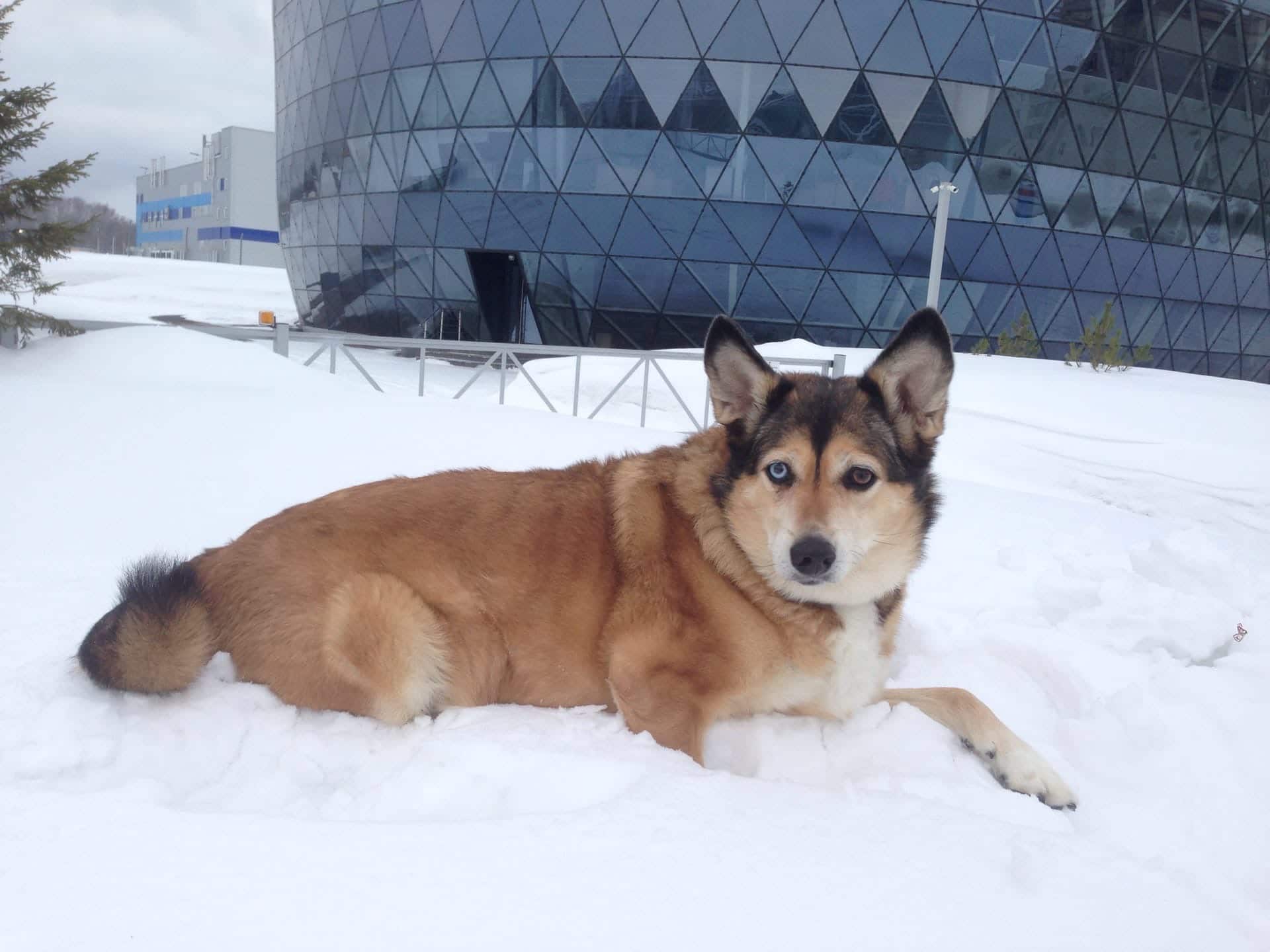 собака на прогулке