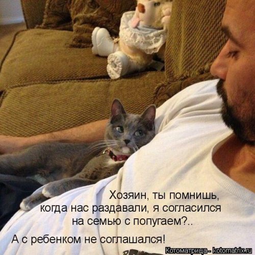 Лучшая котоматрица недели  