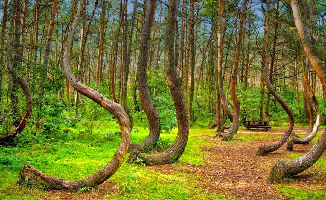5 невероятных лесов мира, буквально поражающие воображение деревьев, полон, будто, просто, ростки, искривлял, фермер, некий, которой, теория, почему, понимает, Сказочники, специально, изогнутыми, растут, деревья, волшебника, неведомого, заклинанием