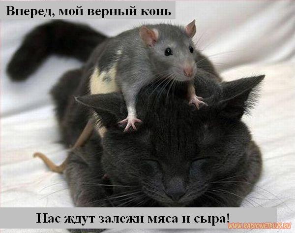 Котоматрица Мысли вслух Котоматрица Мысли вслух