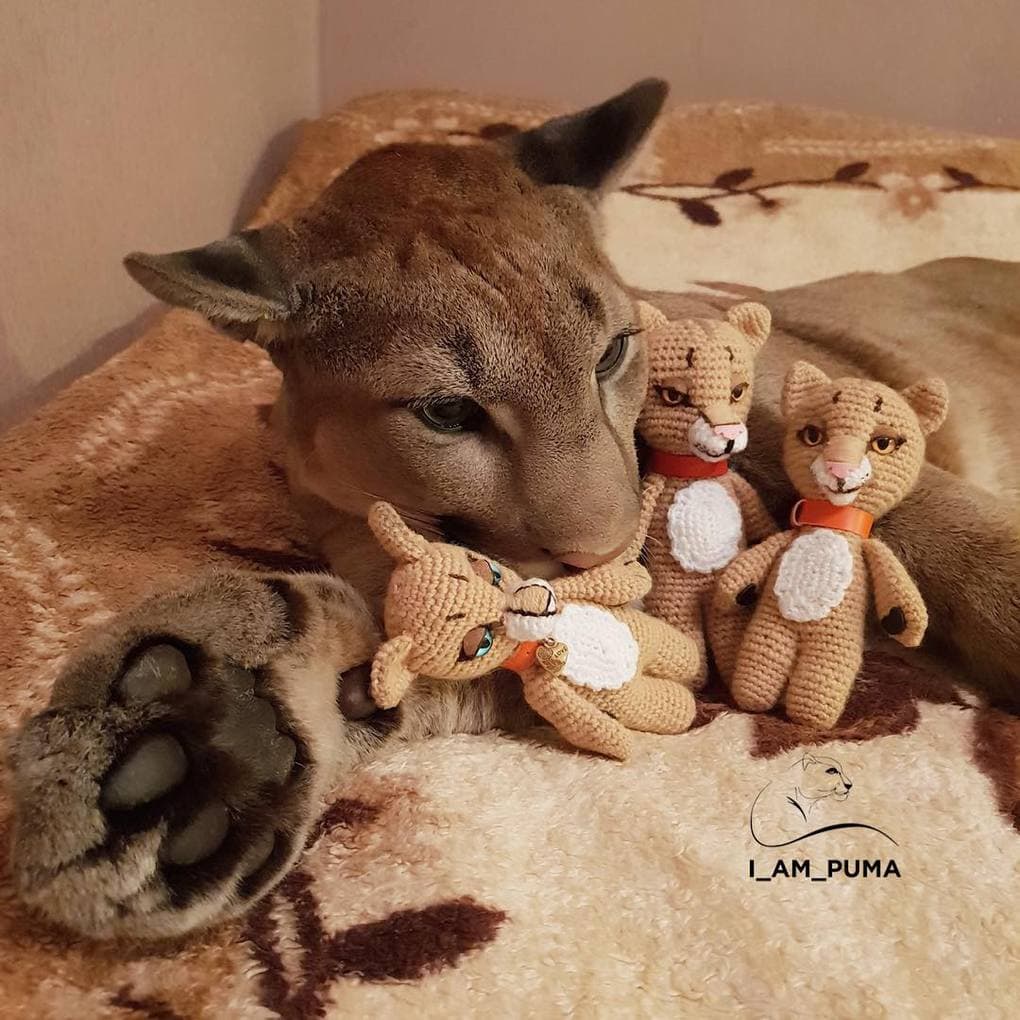 Пара забрала пуму из саранского контактного зоопарка и превратила её в разбалованного домашнего кота Пара забрала пуму из саранского контактного зоопарка и превратила её в разбалованного домашнего кота животные