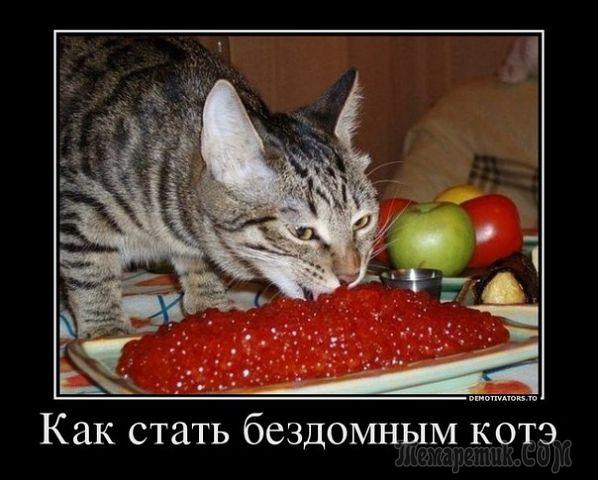 А вы тоже учились правильно есть бутерброд по совету кота Матроскина? анекдоты,веселье,демотиваторы,приколы,смех,юмор