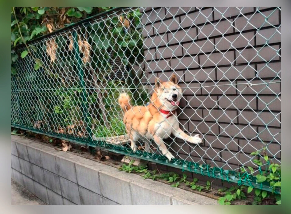 Соседская собака всю ночь протяжно и жалобно. Собака на заборе. Забор от собак. Собака за забором. Дырки в заборе для собак.