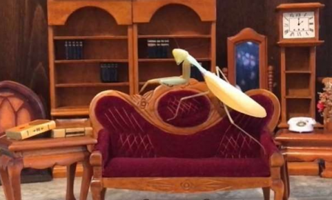 Бывает и такое: домашний любимец богомол