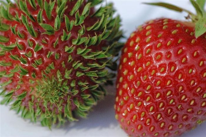 Sprouting Strawberry Seeds