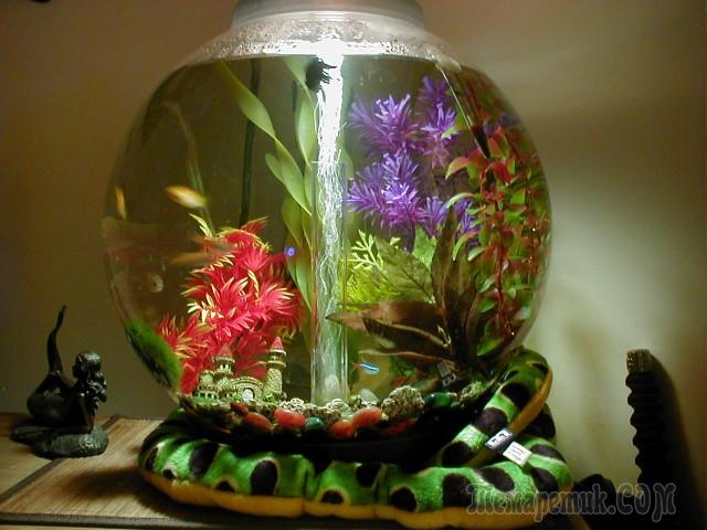 Круглый аквариум: оформление,уход,дизайн,фото,видео.