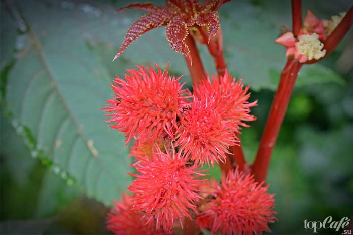 Опасные и смертоносные растения: Клещевина. CC0