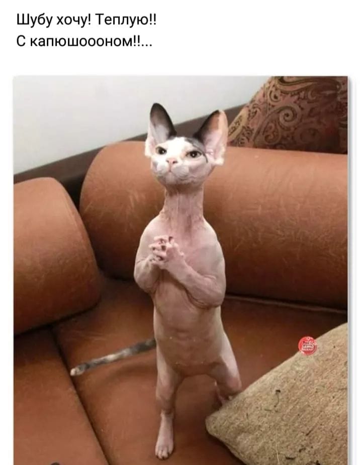 Муркотушки! демотиваторы,животные,позитив,Смешные животные