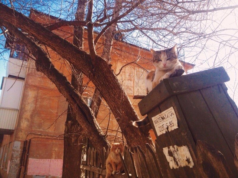 Царь столба город, домашние животные, забор, кот, кошка, село, улица, эстетика