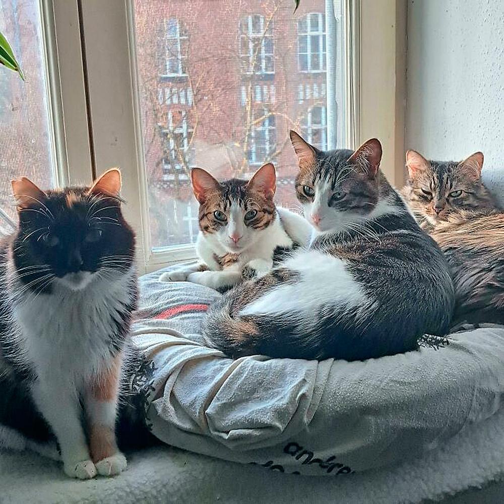 Очень смешные коты, которые собрались на совещание  evergreen,format-article,noindex,Развлечения