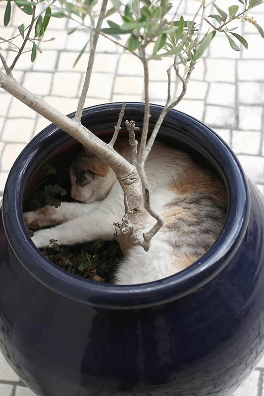 Идеальные места для отдыха — версия для котов 
