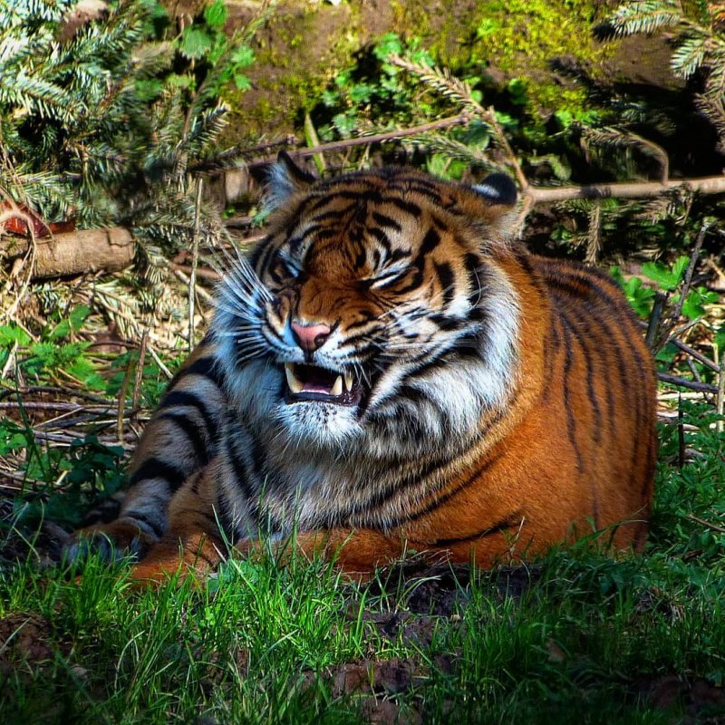 20 забавных фото диких животных, которые зарядят позитивом на всю неделю дикая природа, лев, слон, смешные животные, смешные фото, тигр