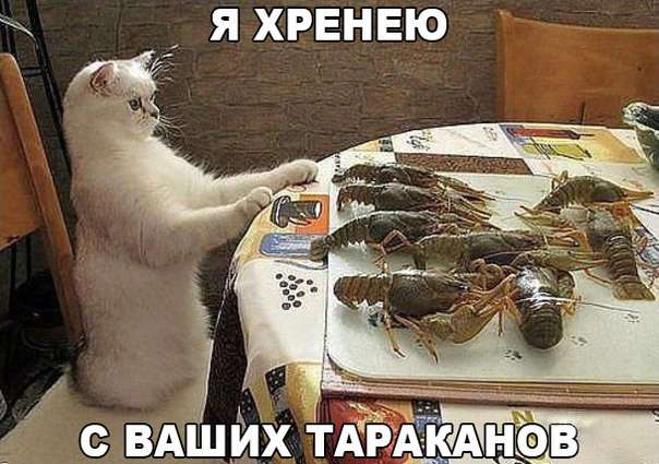 Забавный котопозитив