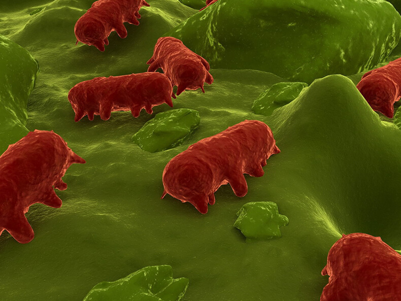 Микробы: миллиарды живых существ управляют здоровьем людей