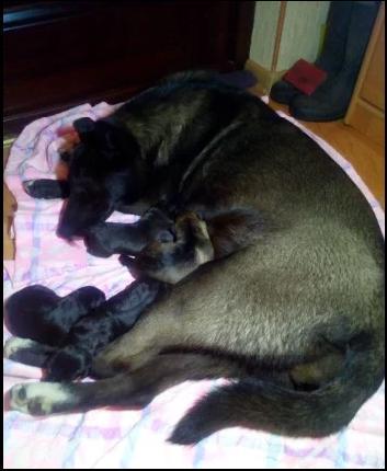 собака и щенки