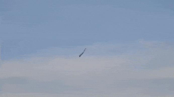 Су-57Э демонстрирует сверхманевренность гостям Dubai Airshow 2025. Источник: ТГ-канал 