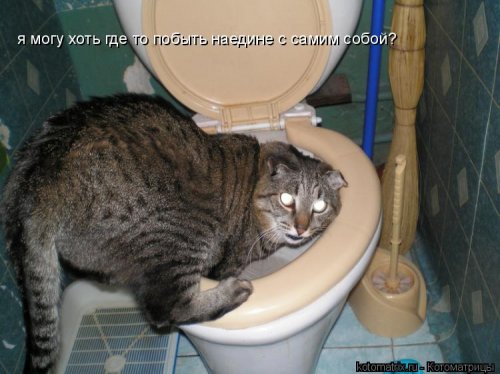 Котоматрицы недели Котоматрицы недели прикольные картинки