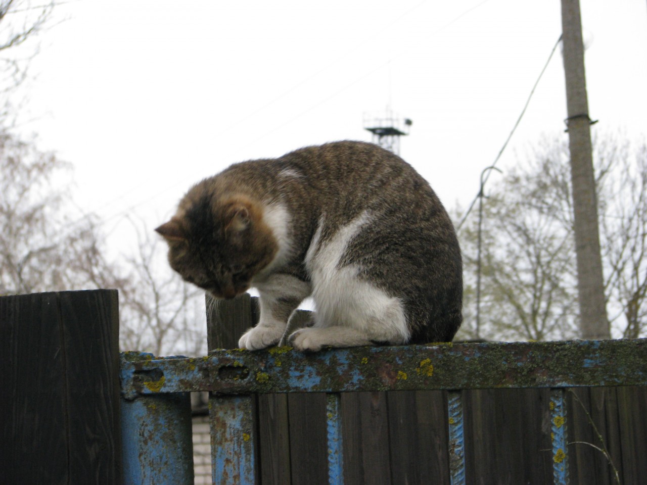 Способность к сверхчувствительности