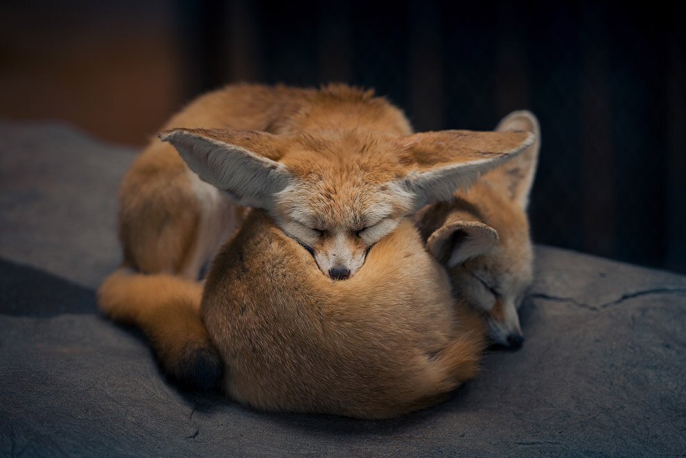 Животные в фотографиях