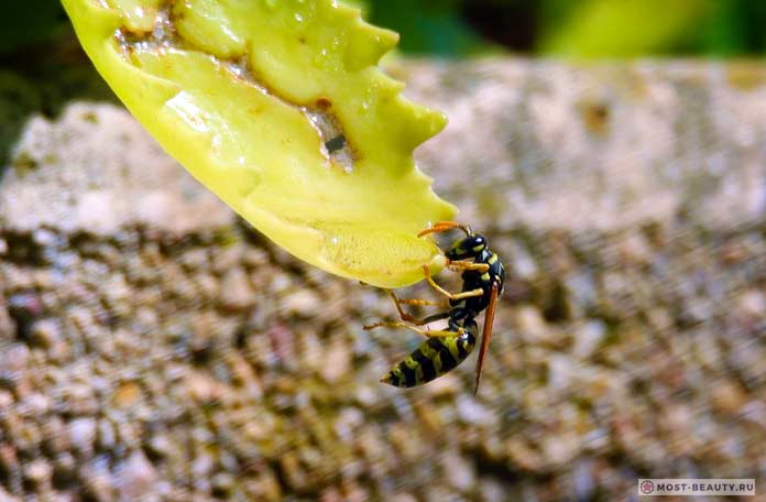 Самые сильно жалящие насекомые: Общественные осы