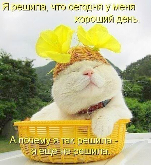 Муркотушки! демотиваторы,животные,позитив,Смешные животные